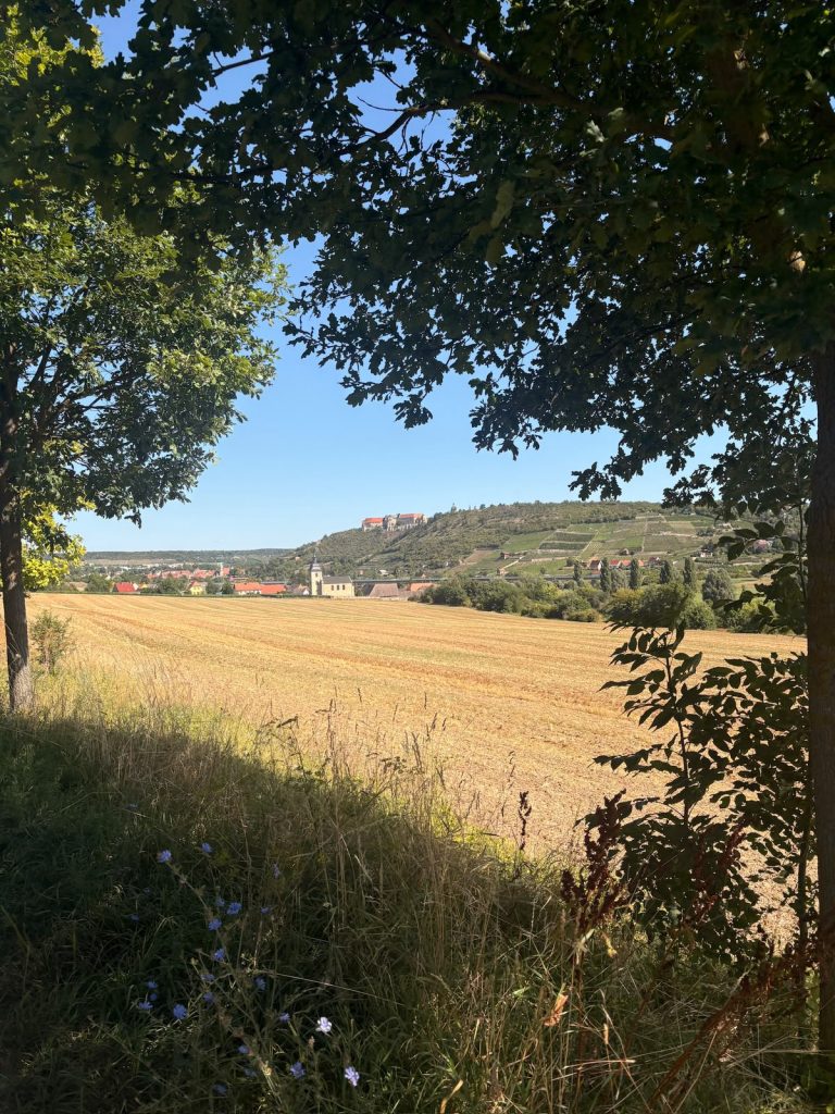 Weinberge Laucha 2026
